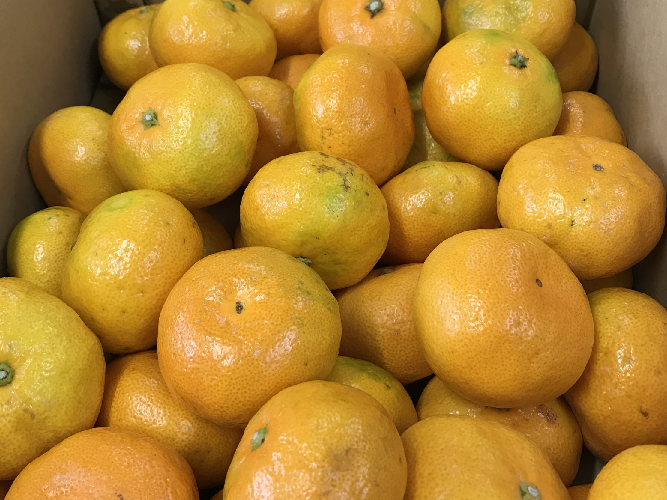 美味しいミカン入荷しました | JAくまがや