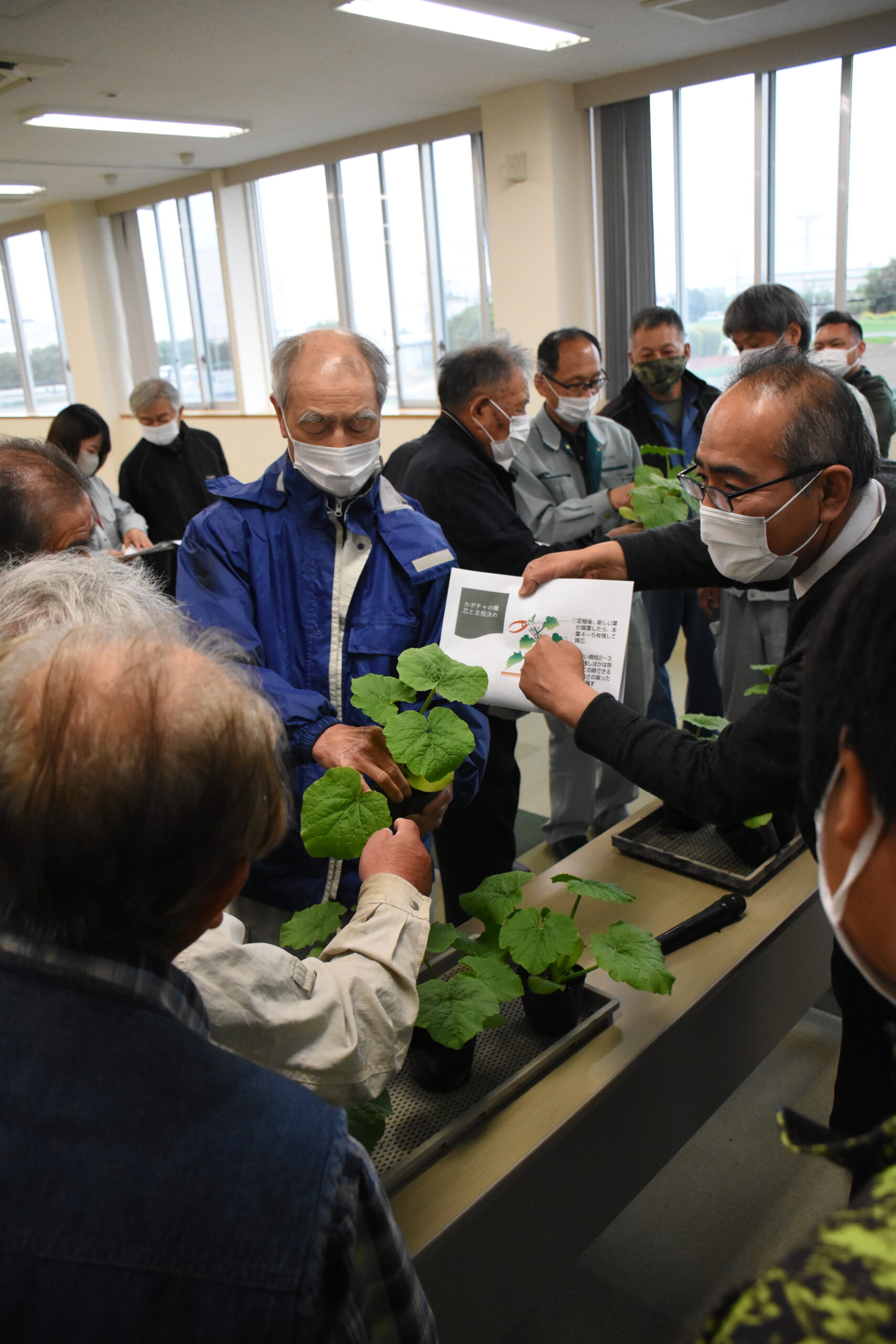 ラグビーカボチャ親づる摘心講習会 Jaくまがや