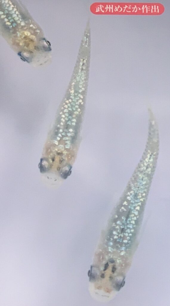 直売所のご案内 JAくまがや